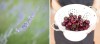 Lavender_cherries