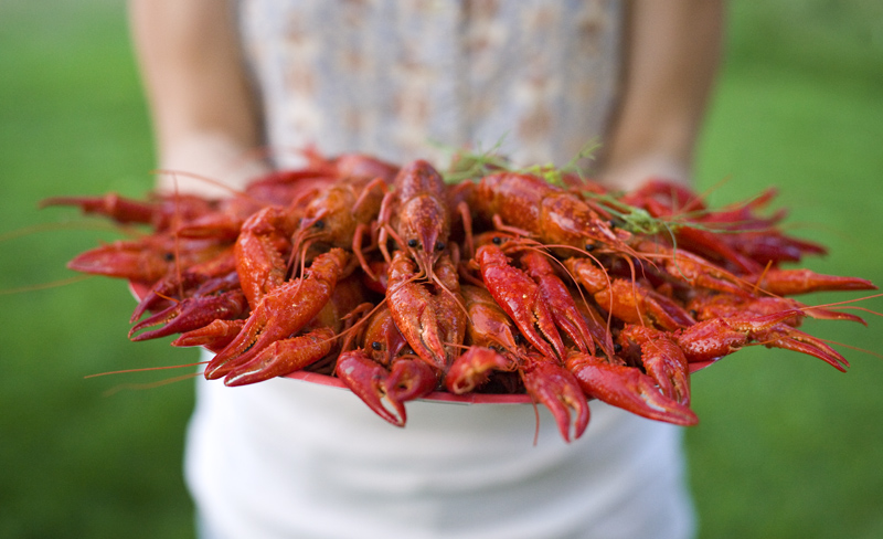 Swedish Crayfish