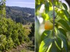 Orchard