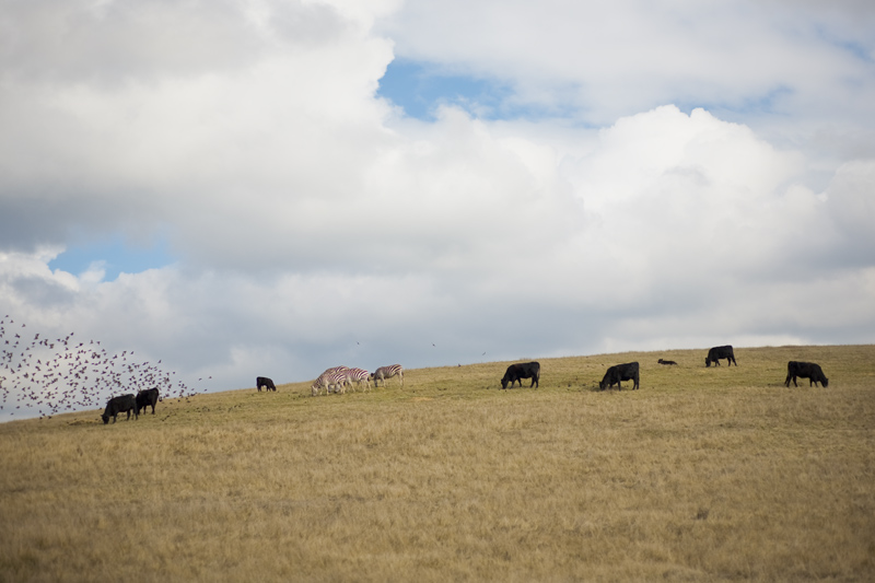 Cows_and_zebras