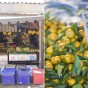 Market_clementines