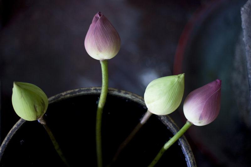 Temple_flowers