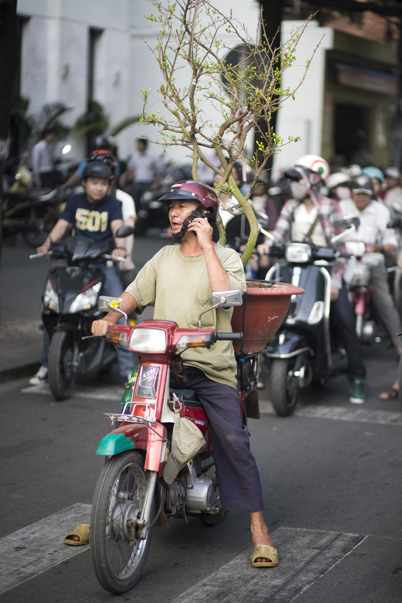 Tree_delivery_guy