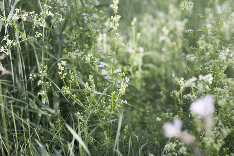 Summer_flowers